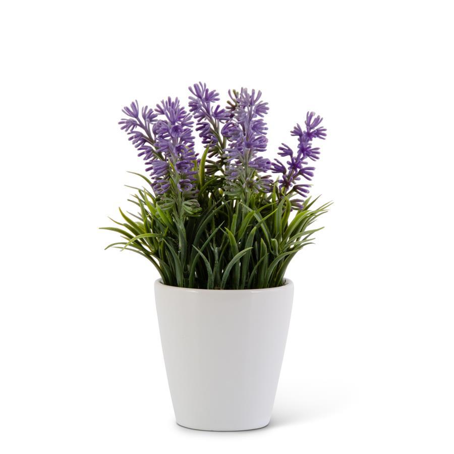 K & K Interiors Purple Lavender in White Ceramic Pot – Daisy Lane Gifts LLC