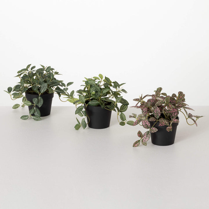 Sullivans Potted Fittonia