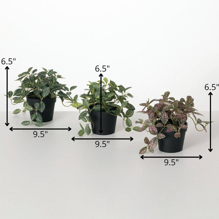 Sullivans Potted Fittonia