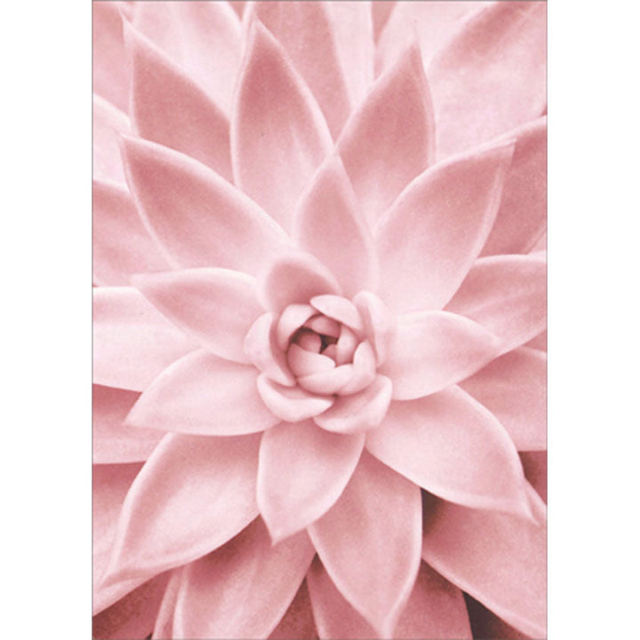 aesthetic pink succulents Avanti Press Pink Succulent Close Up Floral Blank Card – Daisy Lane Gifts  LLC
