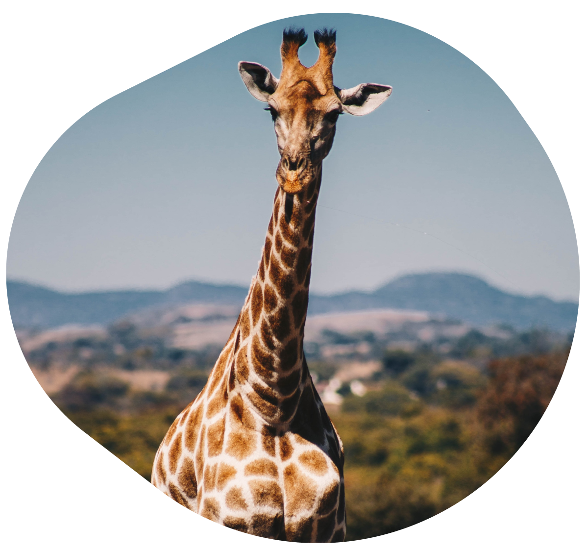 Fahlo The Trek Bracelet Giraffe Daisy Lane Gifts LLC