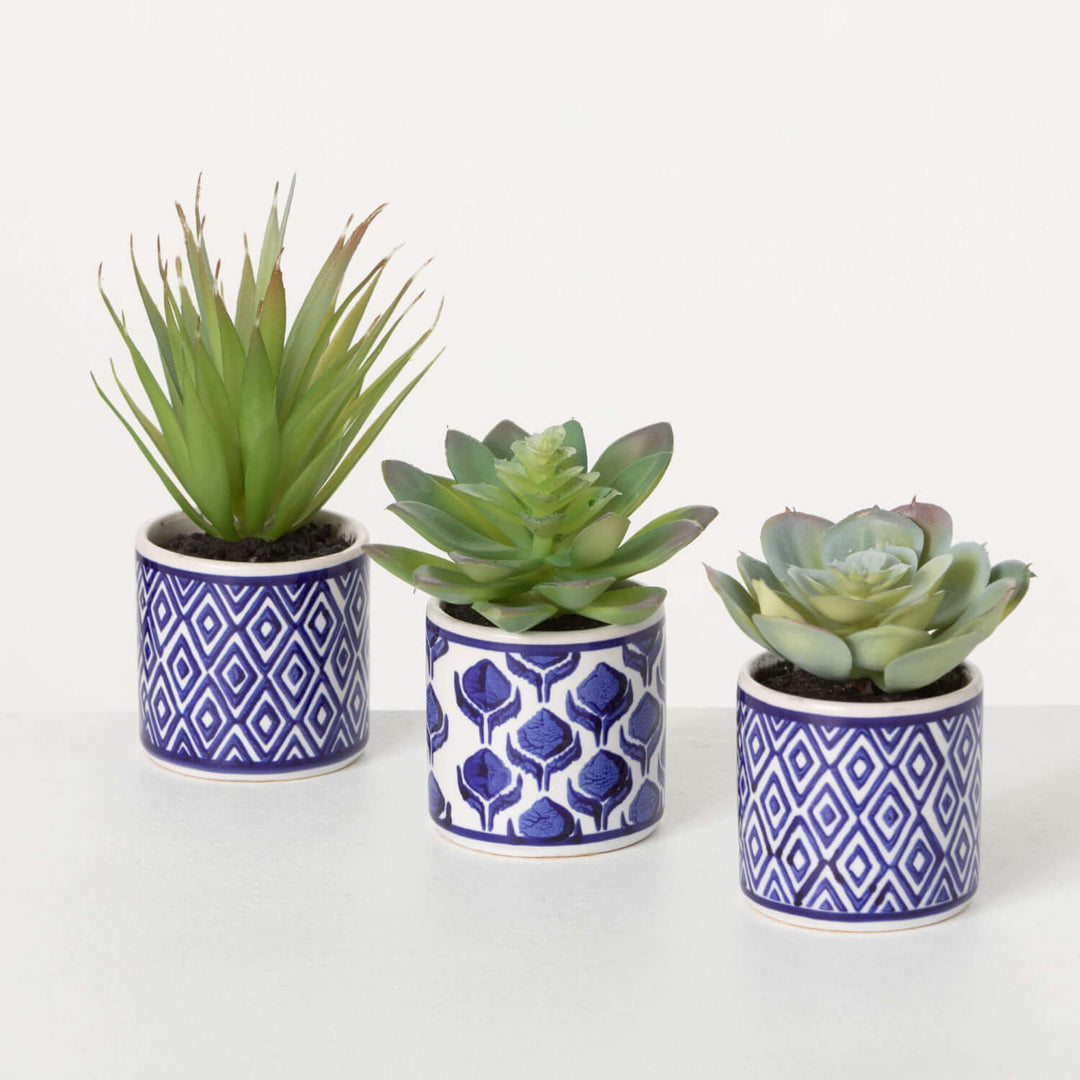 Sullivans Potted Succulent