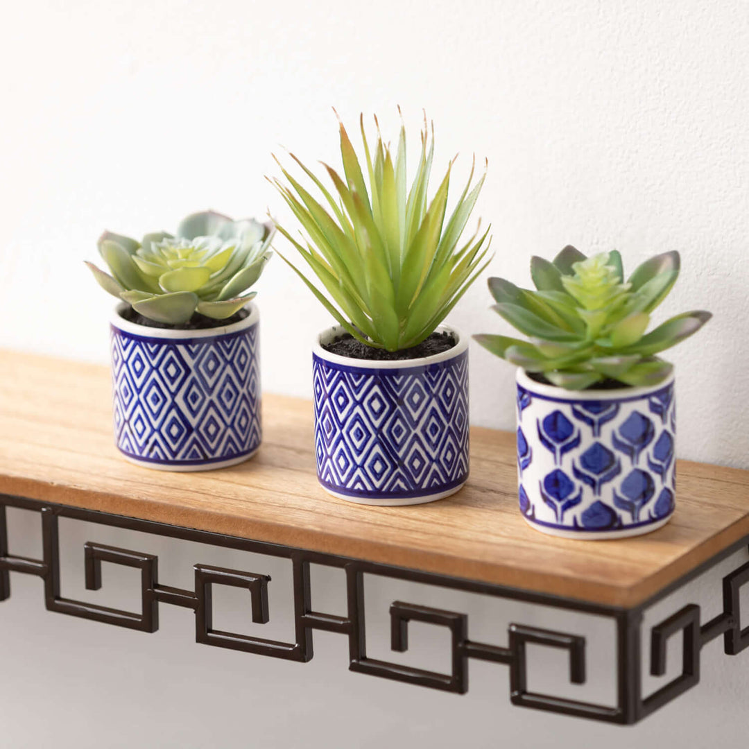 Sullivans Potted Succulent