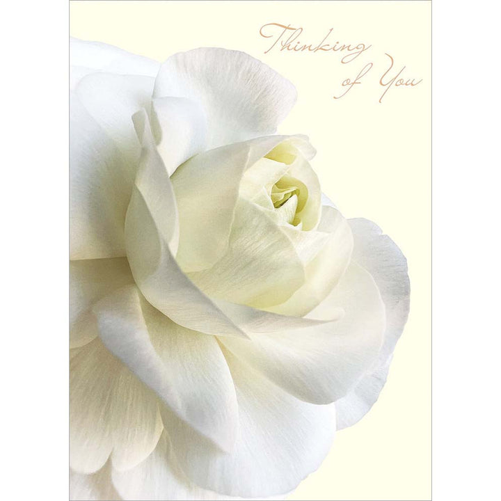 Avanti Press White Ranunculus Flower Sympathy Card