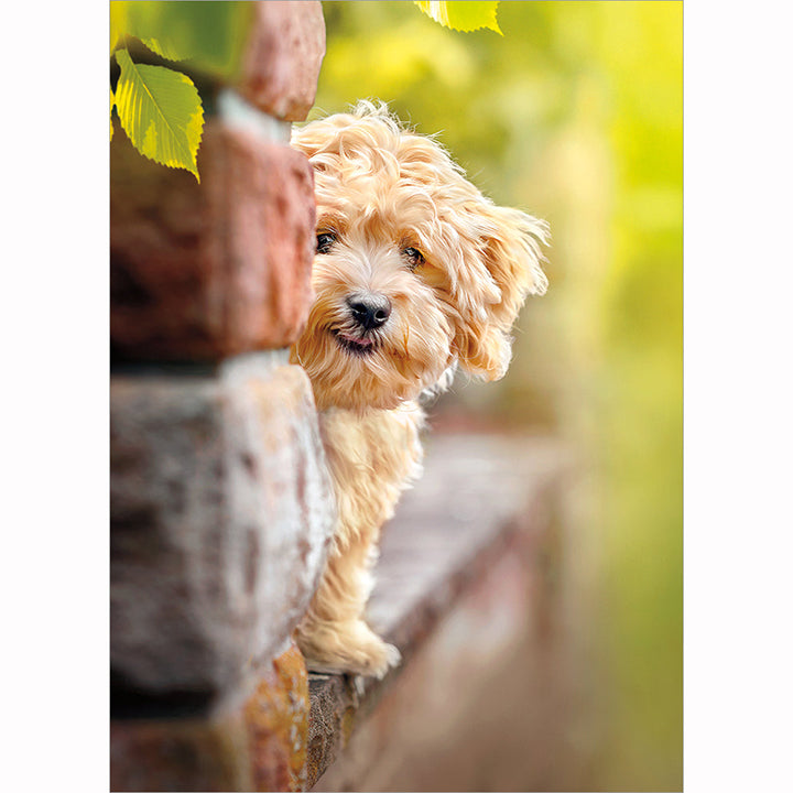 Avanti Press Dog on Brick Ledge Friendship Card