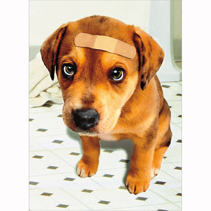 Avanti Press Band Aid Dog Get Well Card