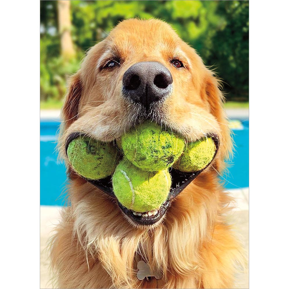 Avanti Press Dog (Golden) with Tennis Balls Birthday Card