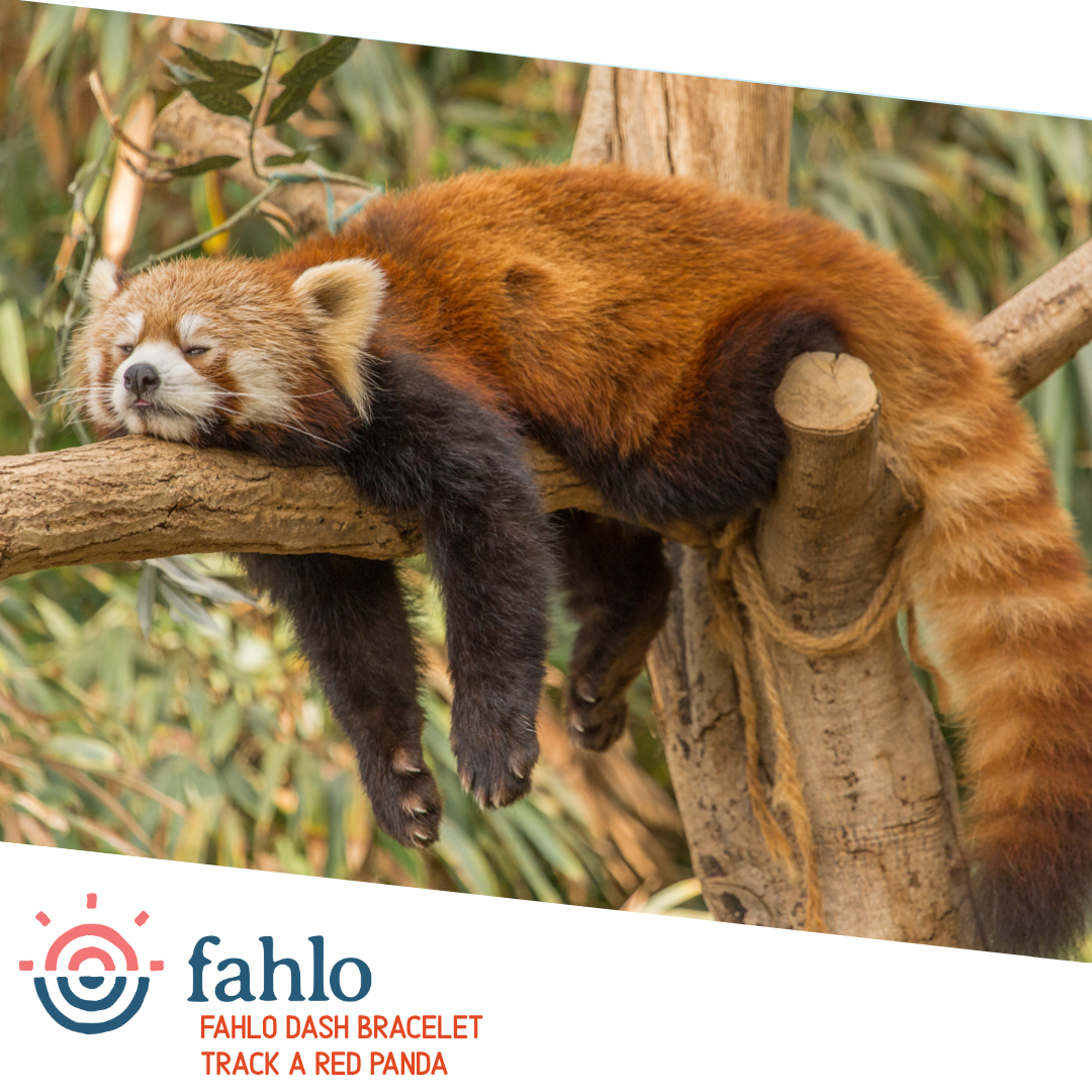 Fahlo The Dash Bracelet - Red Panda