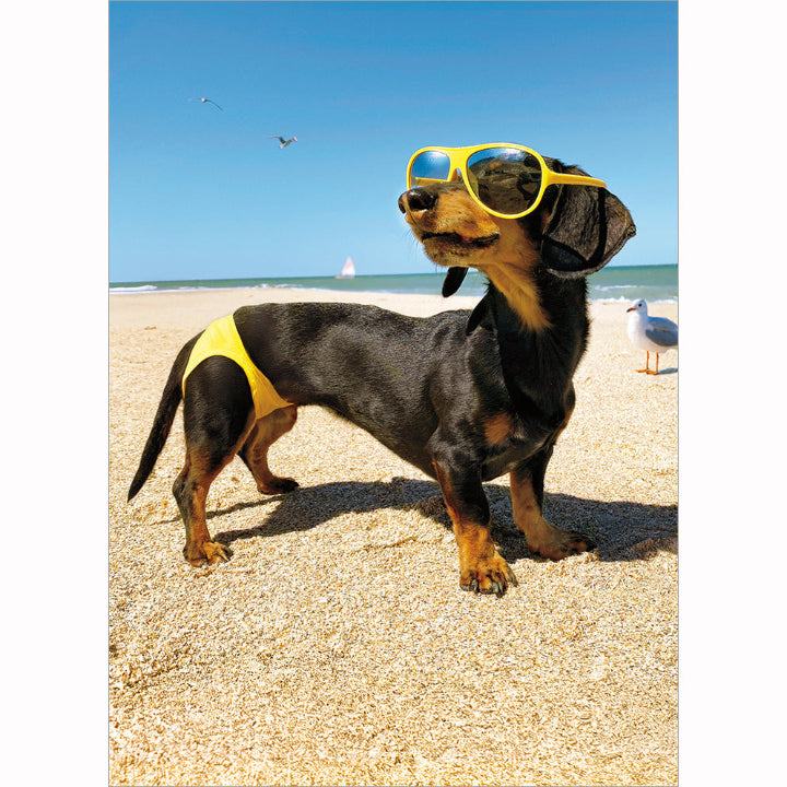 Avanti Press Dog (in Bathing Suit Birthday Card