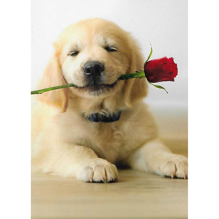 Avanti Press Golden Puppy with Rose Valentine's Card