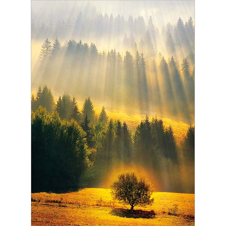 Avanti Press Sunray Forest Sympathy Card