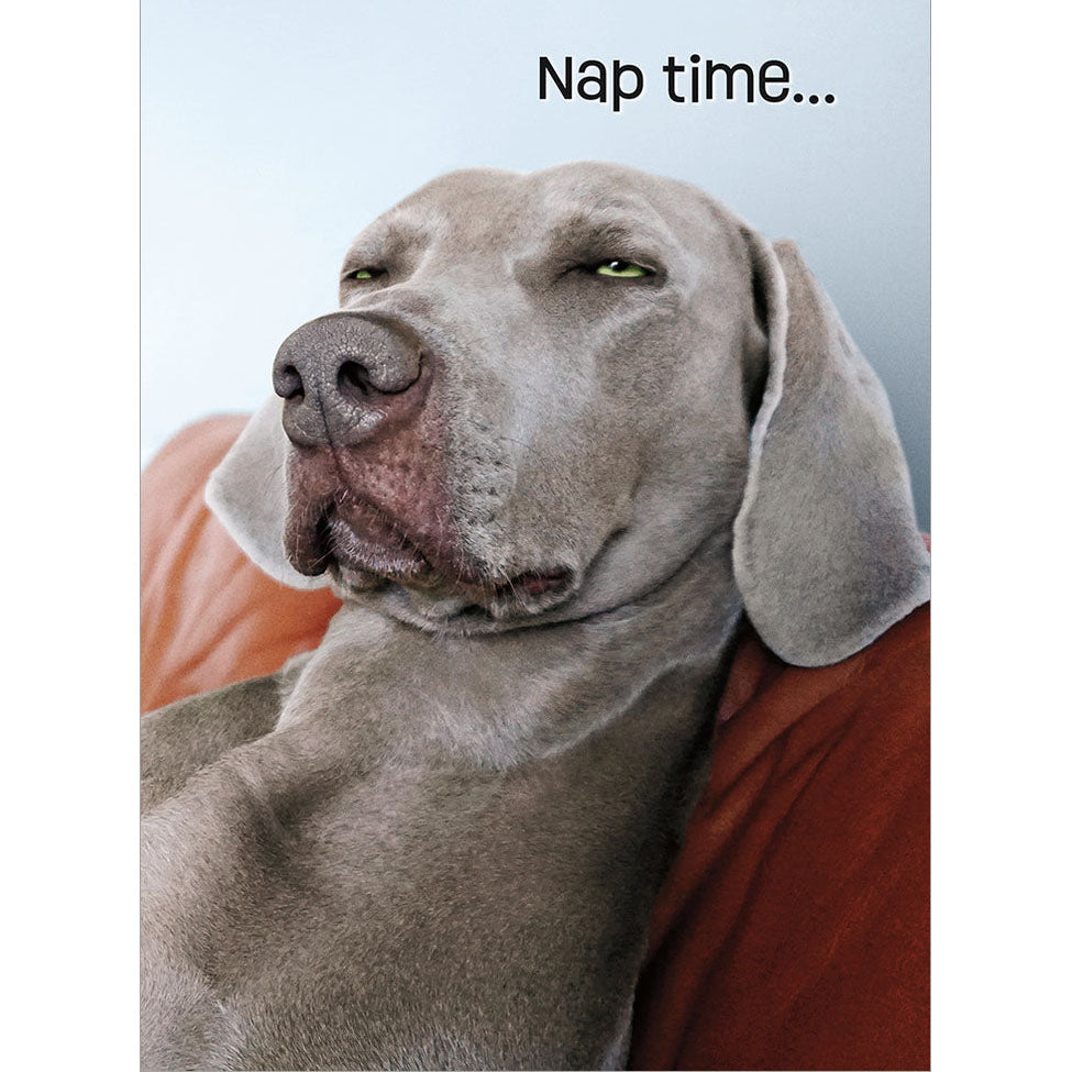 Avanti Press Squinting Weimaraner Birthday Card