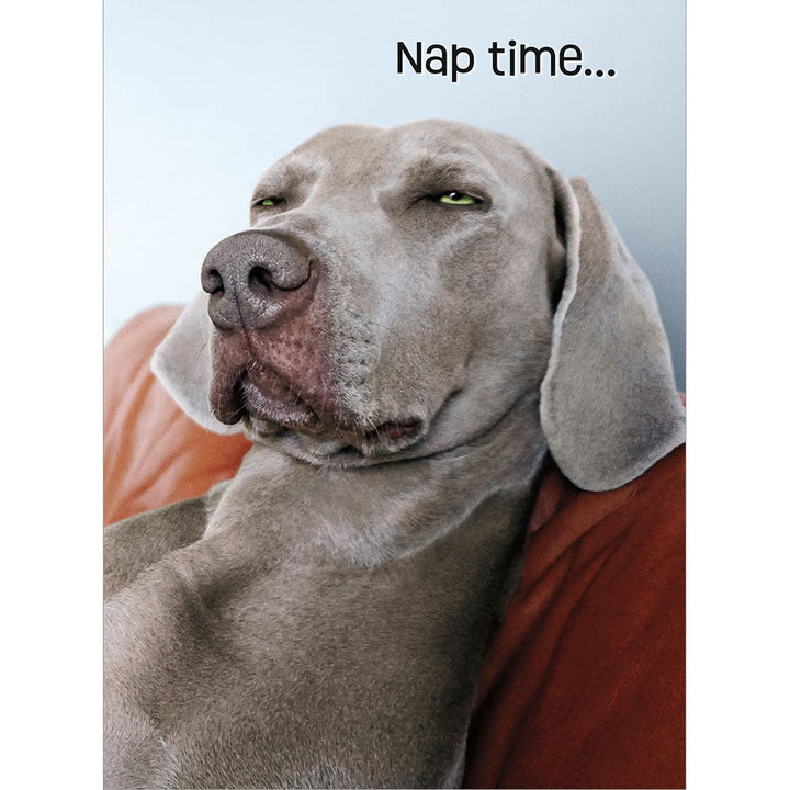 Avanti Press Squinting Weimaraner Birthday Card