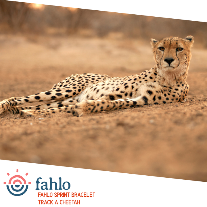 Fahlo The Sprint Bracelet - Cheetah