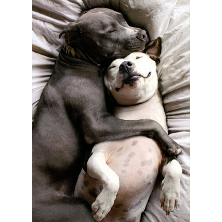 Avanti Press Two Dogs Snuggling Valentine's Card