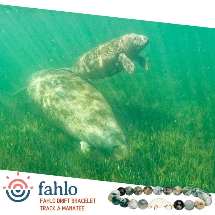 Fahlo The Drift Bracelet - Manatee