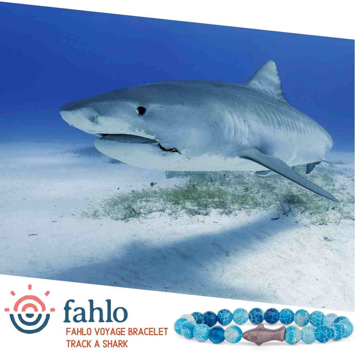 Fahlo The Voyage Bracelet - Shark