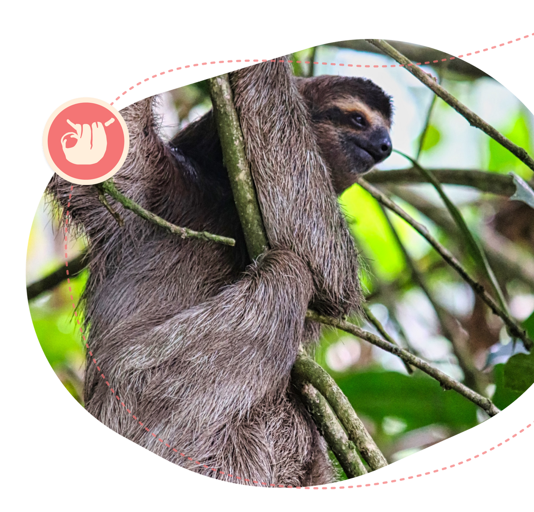 Fahlo The Wander Bracelet - Sloth