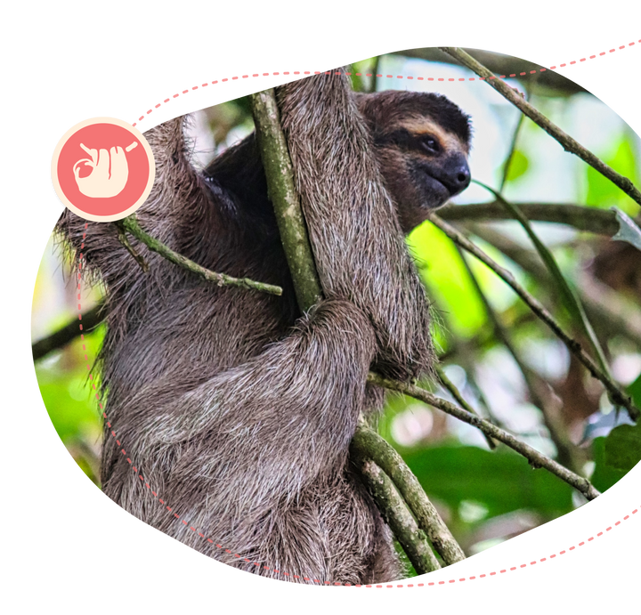 Fahlo The Wander Bracelet - Sloth