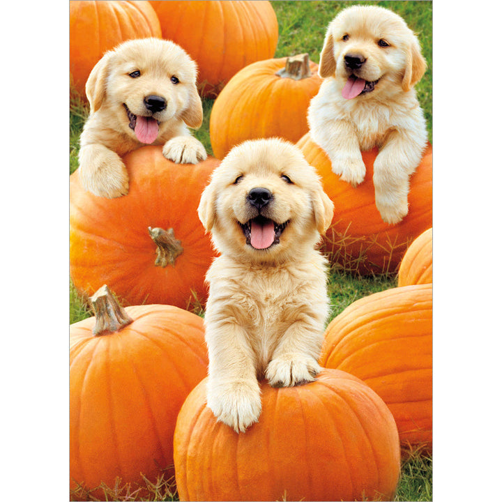 Avanti Press Golden Puppies Pumpkin Patch Halloween Card