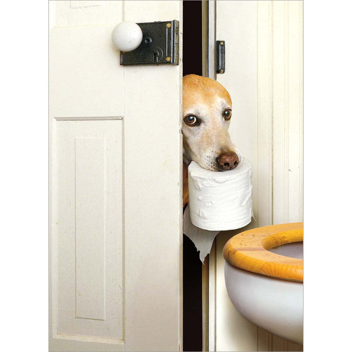 Avanti Press Dog wit Toilet Paper Roll Get Well Card