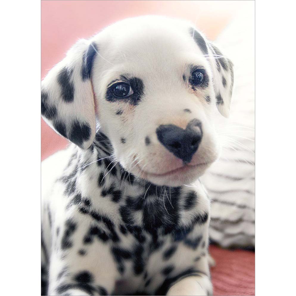 Avanti Press Dalmatian Heart Nose Valentine's Card