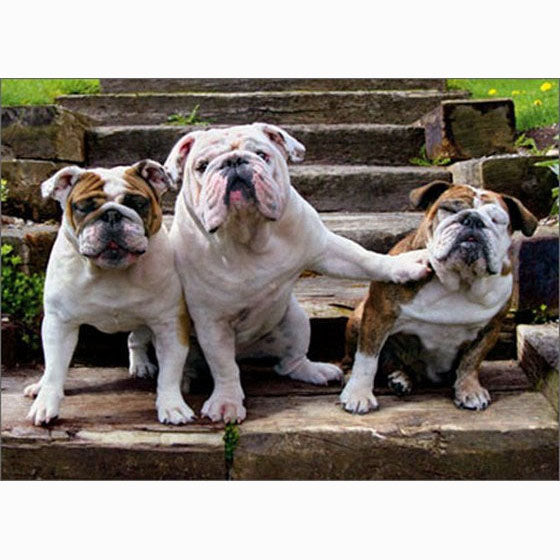 Avanti Press Bulldog Pushing Bulldog Birthday Card