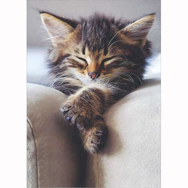 Avanti Press Sleeping Kitten with Folded Paws Blank Card