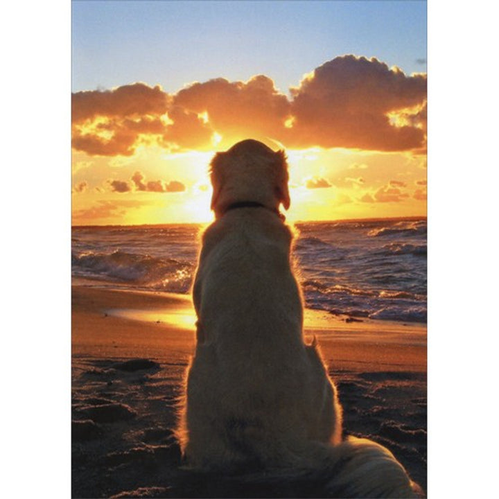 Avanti Press Dog Sitting On Beach At Sunset Pet Sympathy Card