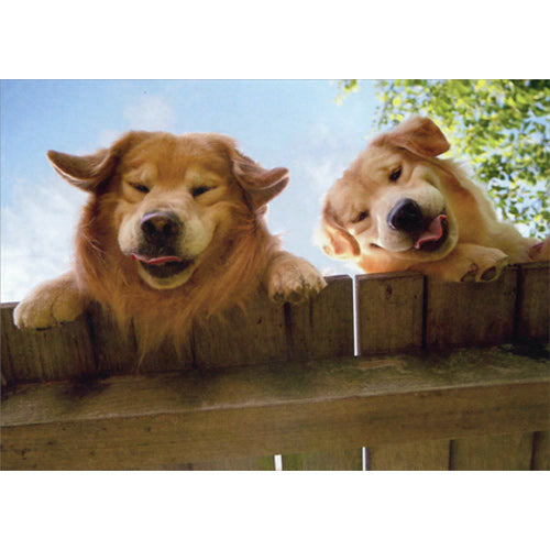 Avanti Press Goldens Over Fence Get Well Card