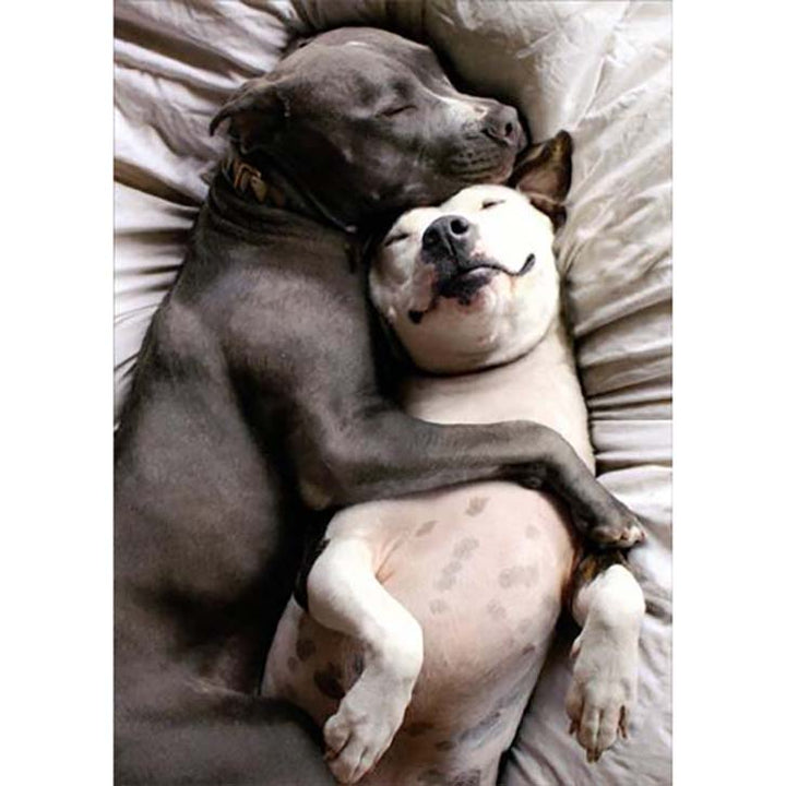 Avanti Press Two Dogs Snuggling Valentine's Card