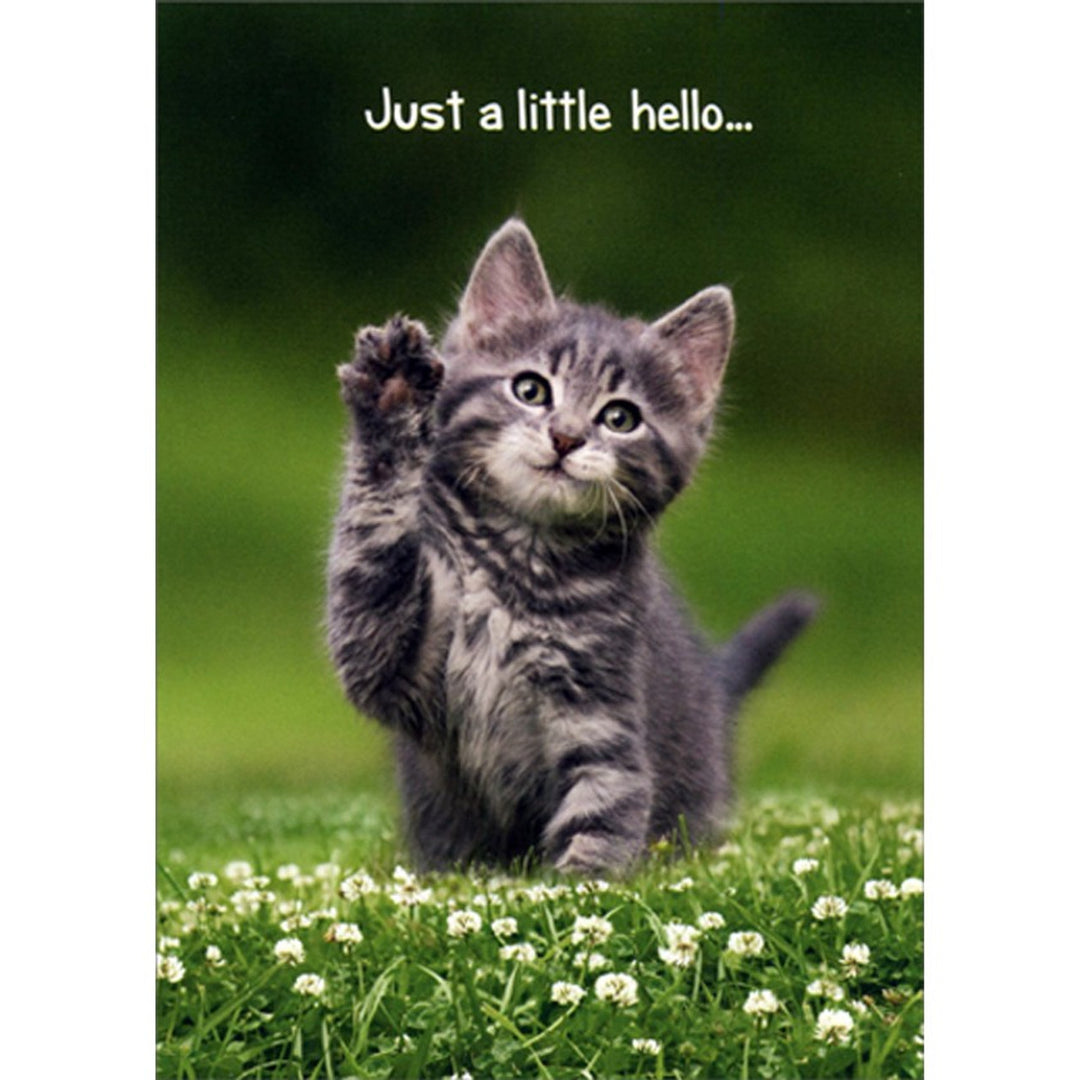 Avanti Press Kitten Hello Friendship Card