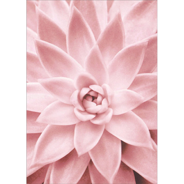 Avanti Press Pink Succulent Close Up Floral Blank Card
