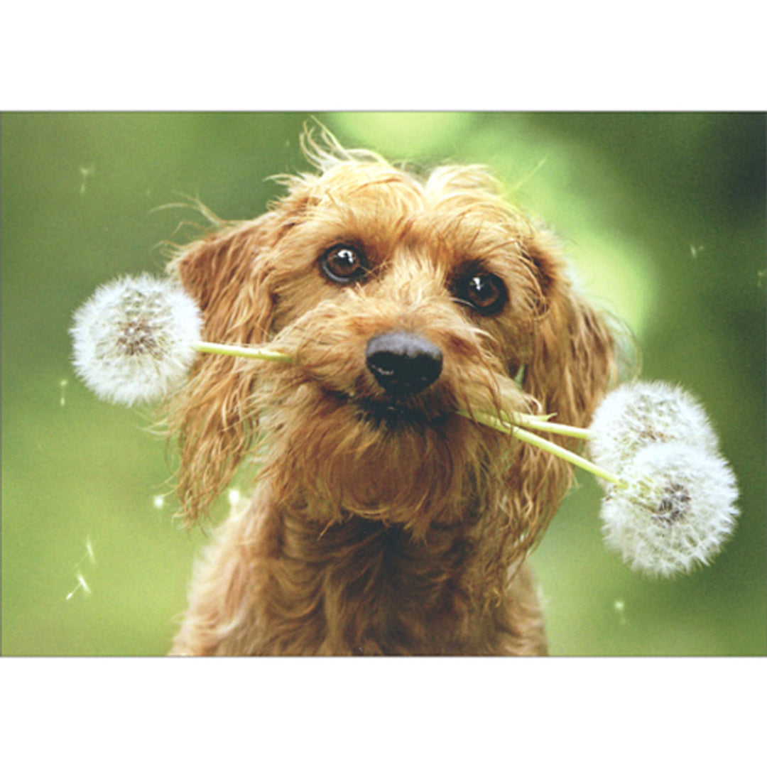 Avanti Press Dog with Fluffy Dandelion Blank Card