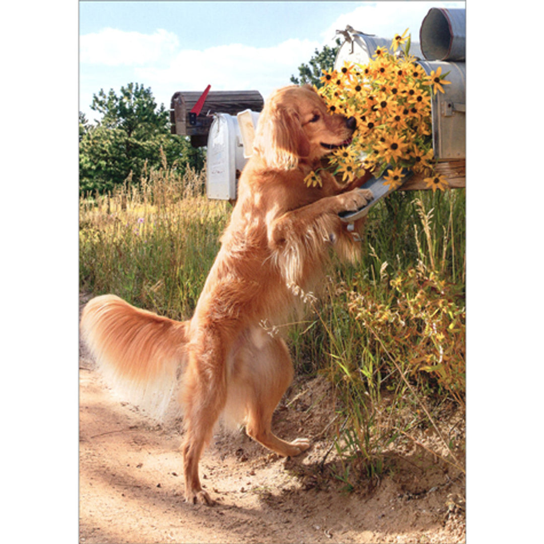 Avanti Press Dog Checks Mailbox Thank You Card