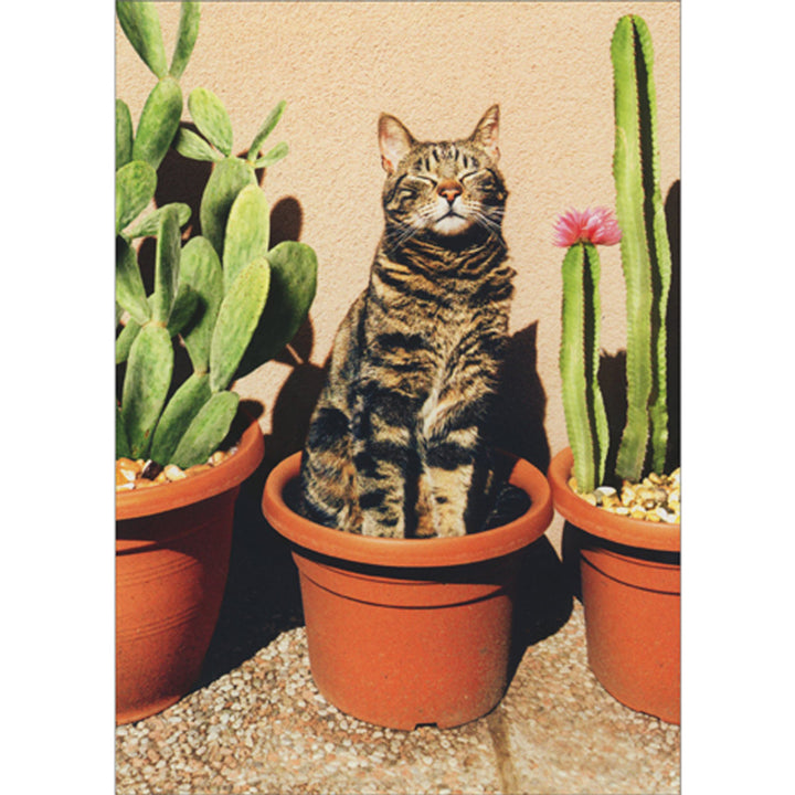 Avanti Press Cactus Cat Friendship Card