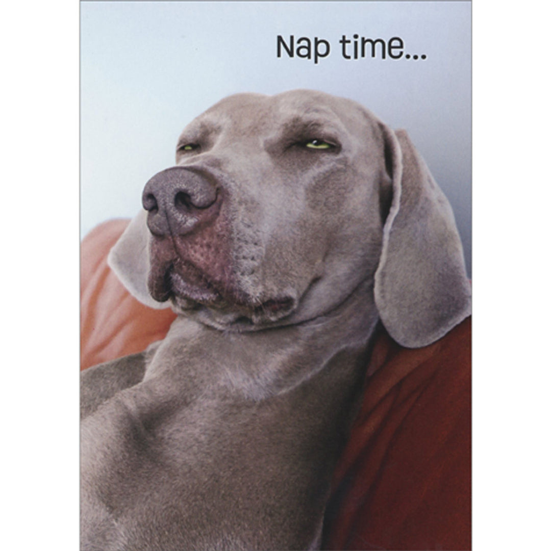 Avanti Press Gray Dozing Weimaraner: Nap Time Birthday Card