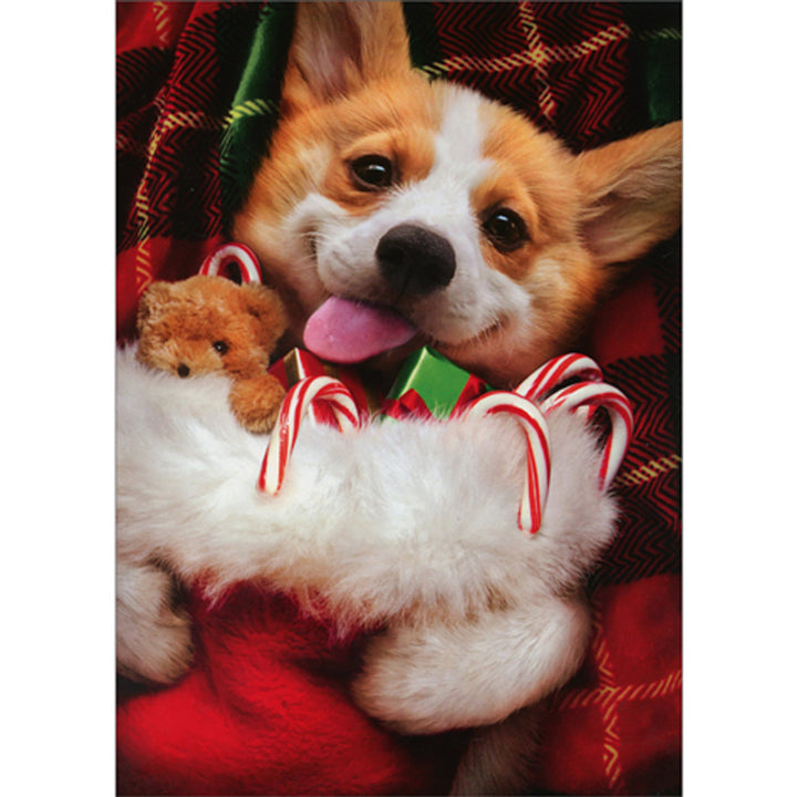 Avanti Press Christmas Corgi Holding Stocking Christmas Card