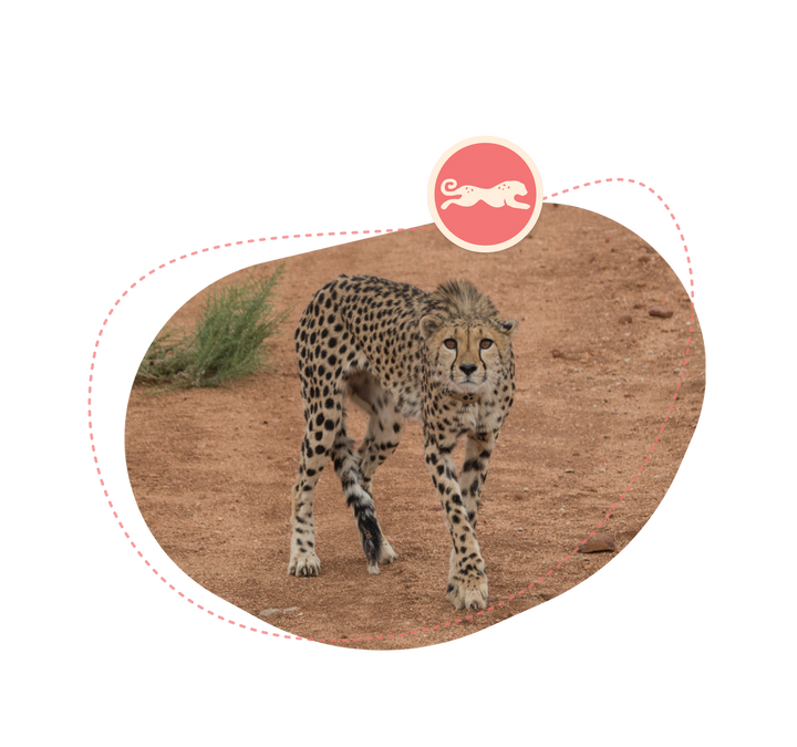 Fahlo The Sprint Bracelet - Cheetah