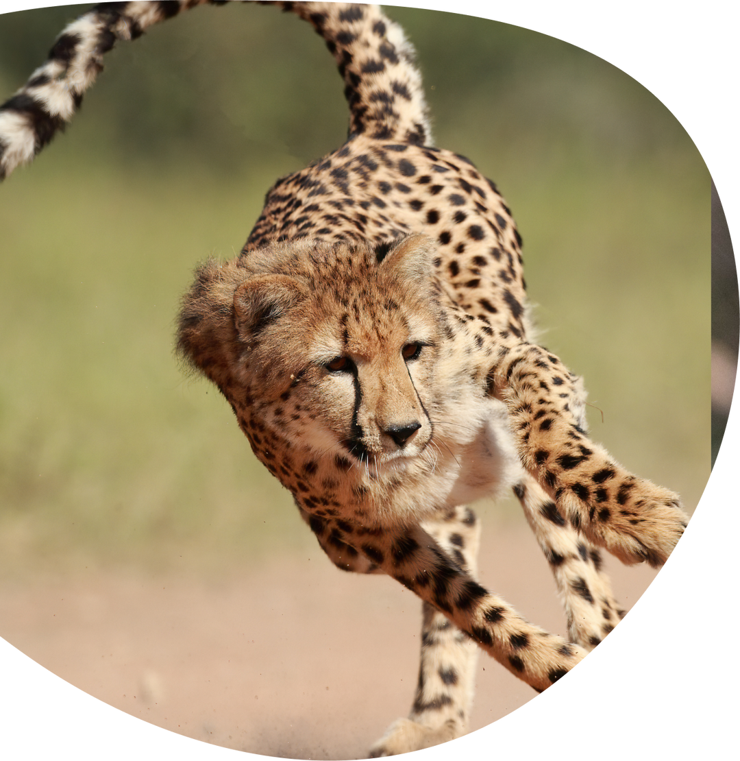 Fahlo The Sprint Bracelet - Cheetah
