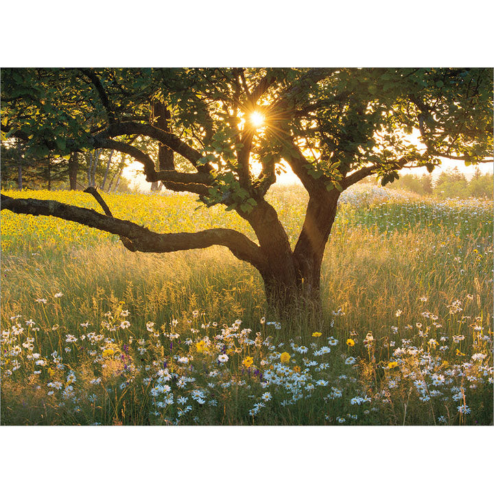 Avanti Press Sunrise Tree in Field of Daisies Sympathy Card