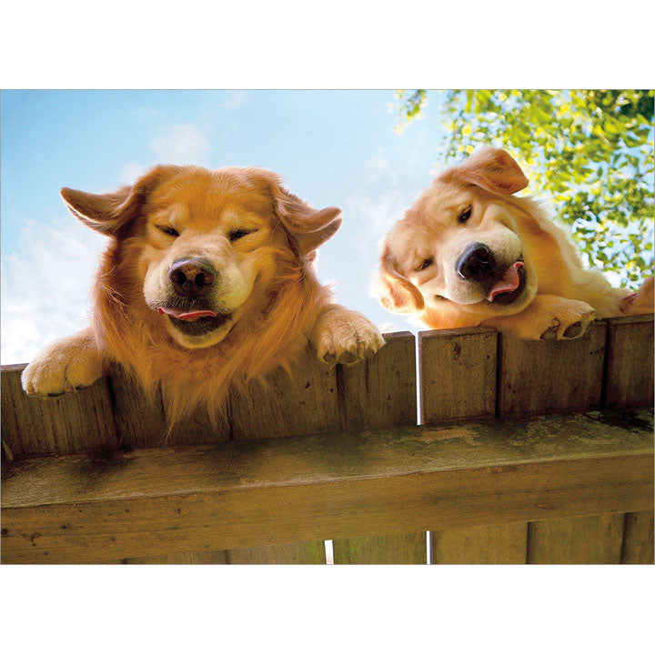 Avanti Press Flower Goldens Over Fence Get Well Card