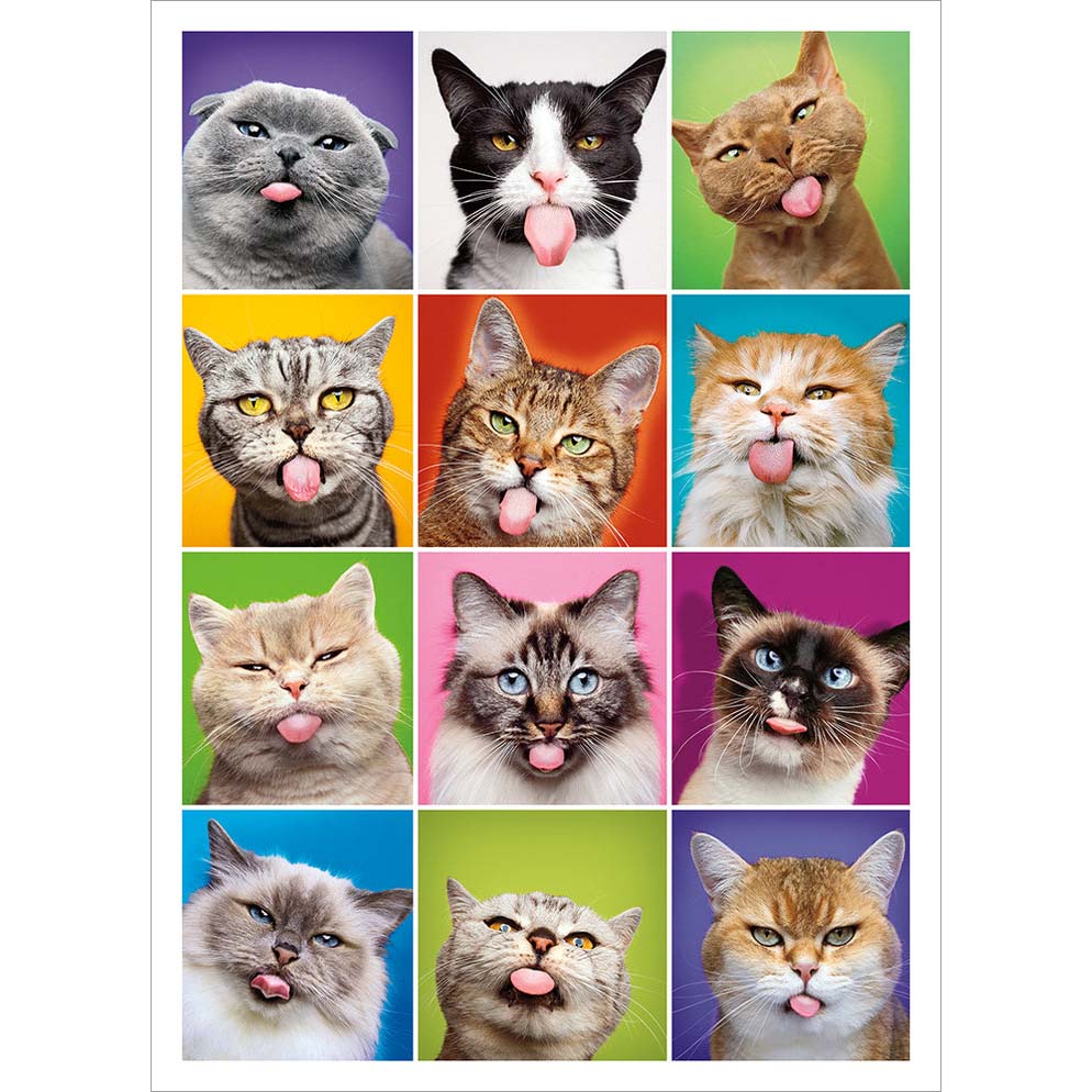 Avanti Press Cat Square Faces Birthday Card