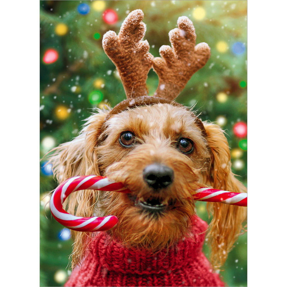 Avanti Press Reindeer Dog with Candy Cane Christmas Card