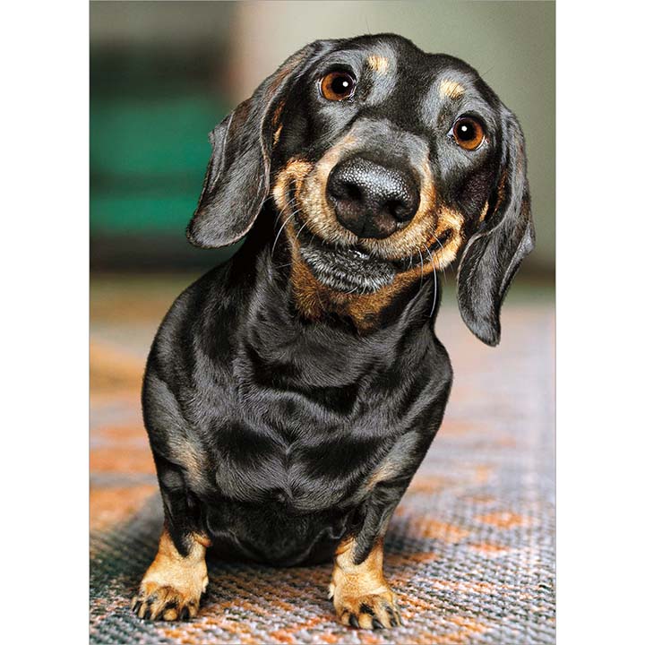 Avanti Press Smiling Dachshund Friendship Card