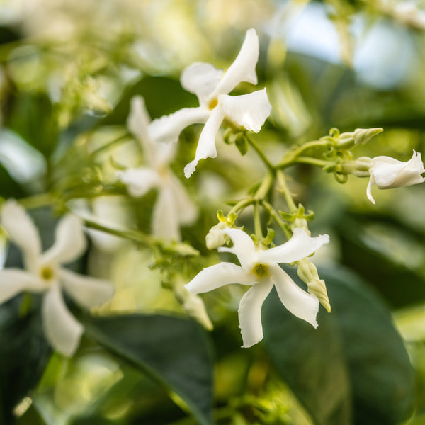 Pura Smart Home Diffuser Refill - White Tea No. 1 - Smart Vial (Pura)