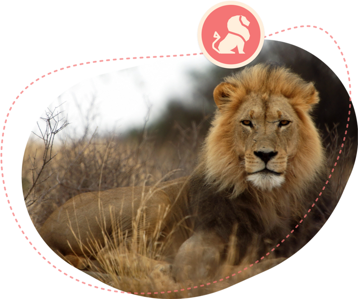 Fahlo The Excursion Bracelet - Lion