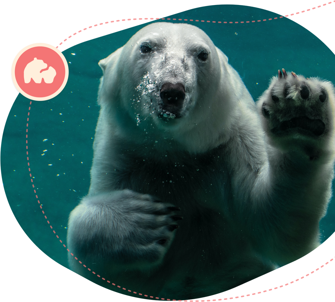 Fahlo The Venture Bracelet - Polar Bear