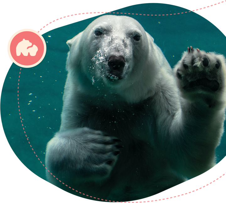 Fahlo The Venture Bracelet - Polar Bear