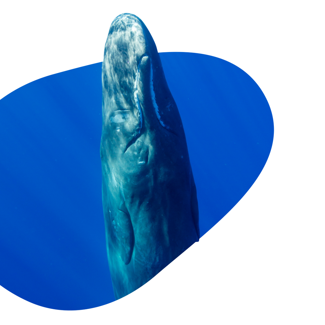 Fahlo The Wayfare Bracelet - Whale